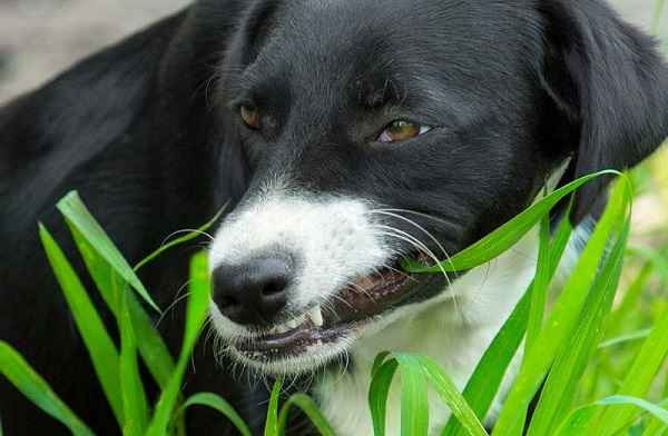 Трава помогает собаке справиться с запорами