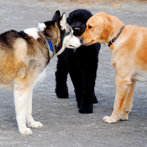 Тремор у собаки может возникать из-за течки или гона