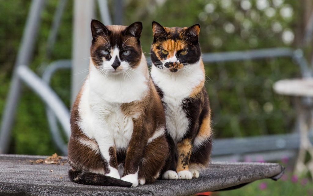 Трехцветный окрас характерен для некоторых пород, но чаще он встречается у обычных дворовых кошек
