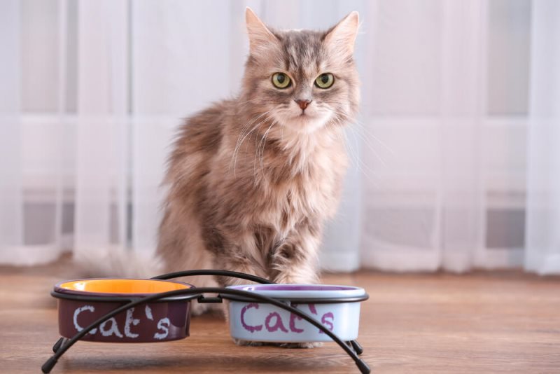 У многих кошек с возрастом меняются предпочтения в пище