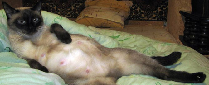 У сиамских кошек беременность длится дольше