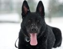 У чёрной собаки должны быть тёмные глаза и чёрный нос