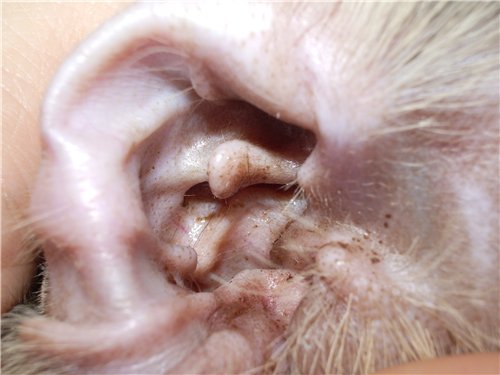 Ушная сера не представляет опасности, но может быть неприятна для питомца