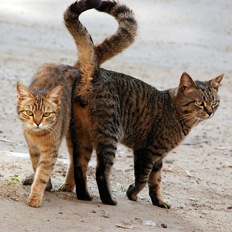 Хвост у кошек является продолжением позвоночника