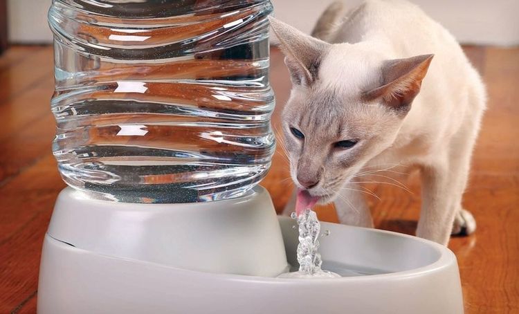 Цистит опасен за счет быстрого обезвоживания организма, потому больной кот должен быть обеспечен хорошей водой