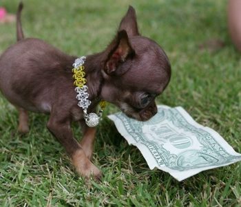 Чаще всего владельцы кобеля могут выбрать, чего они хотят: получить щенка или сразу взять деньги