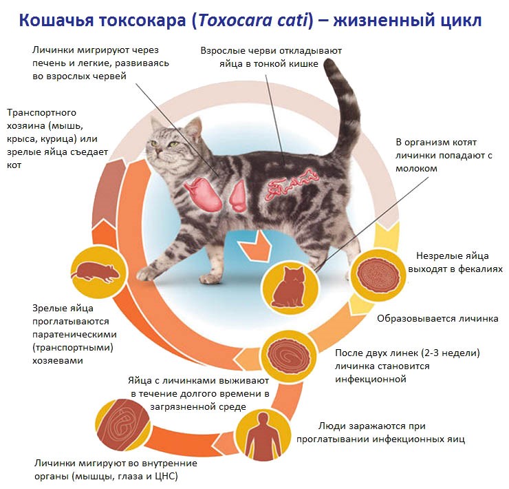 Чаще всего у кошек паразитируют круглые токсокары