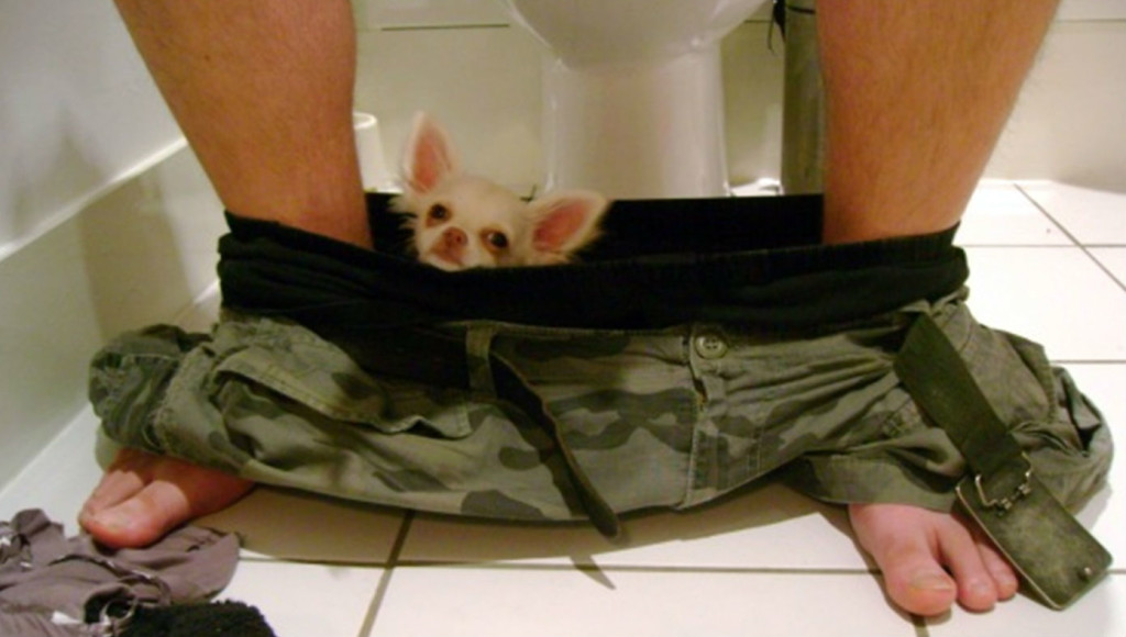 Человеческий туалет для собачки не подойдет, а лоток лучше ставить в прихожей или на лоджии