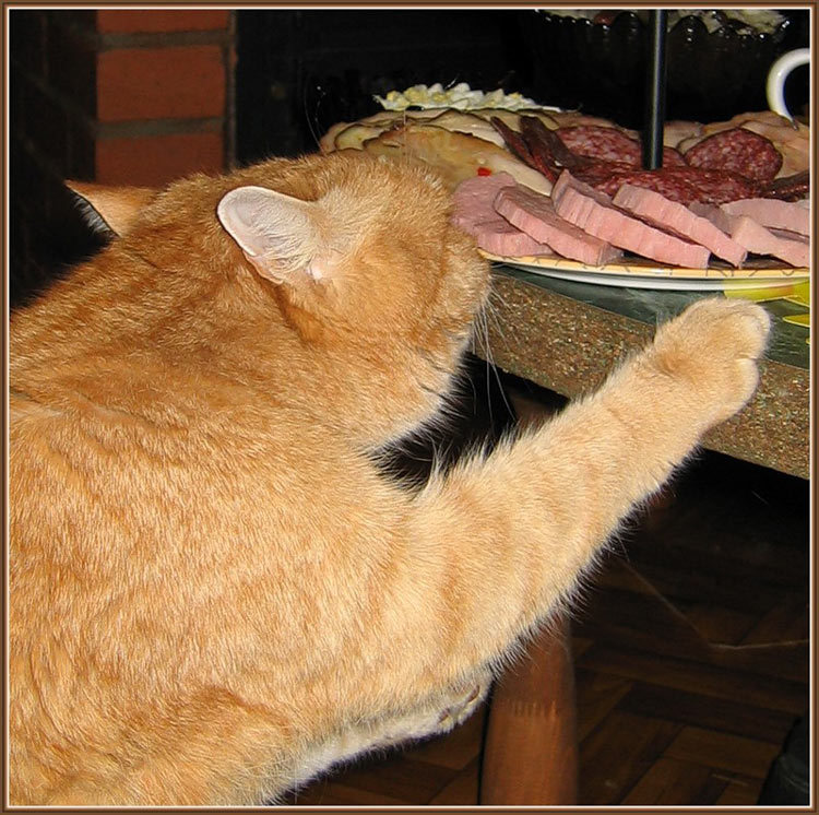 Человеческую еду котам нельзя, особенно худеющим