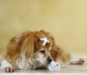 Чем обработать рану у собаки