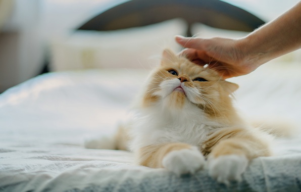 Чтобы приучить кота к чистке ушей, создайте стойкую ассоциацию процедуры с чем-то хорошим
