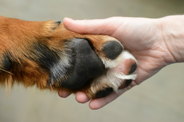 Чтобы улучшить процедуру подстригания когтей, узнайте, какая форма когтей у вашей собаки