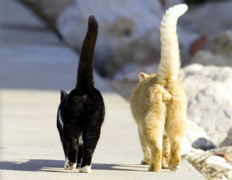 Чёрная кошка и рыжий кот