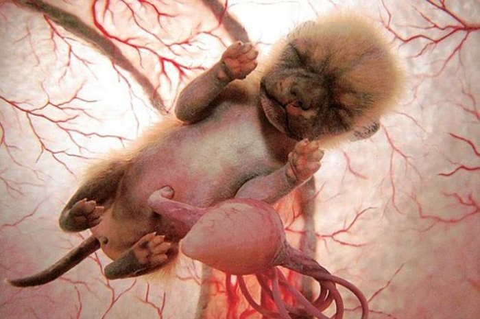 Эмбрион щенка