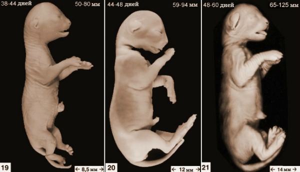 Эмбрионы котят