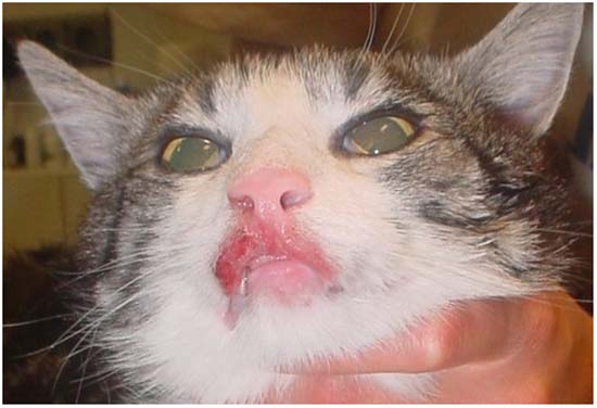 Эозонофильная гранулема у кошек