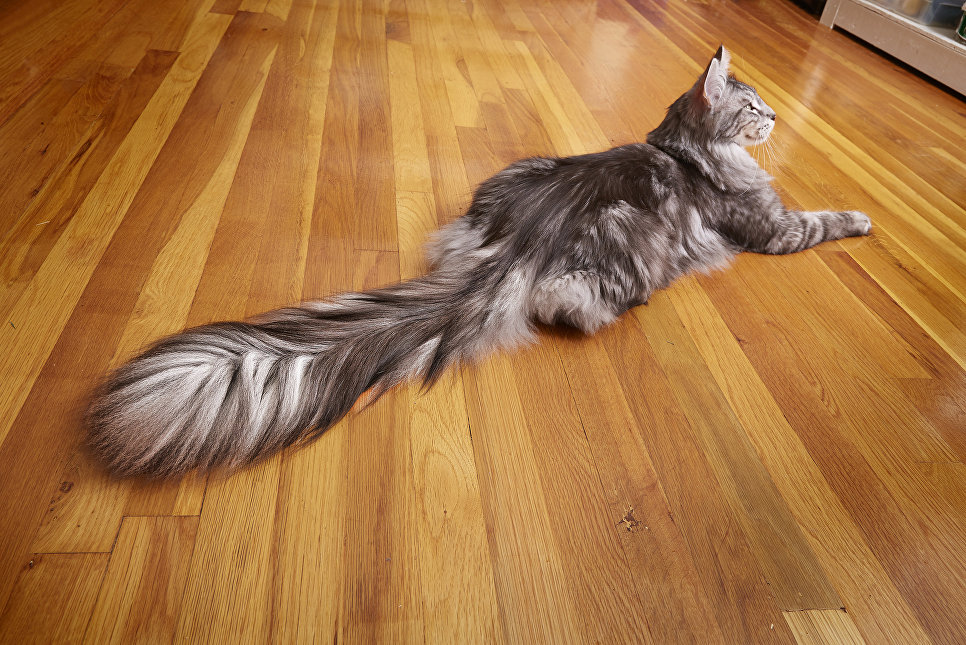 Это кот Сигнус. У него самый длинный хвост в мире