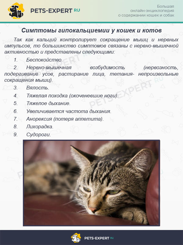 Симптомы гипокальциемии у кошек и котов