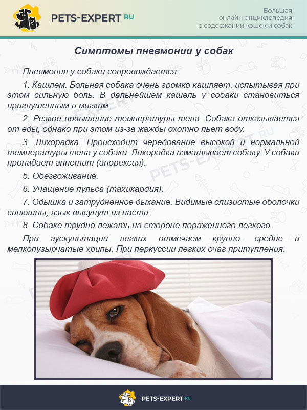 Симптомы пневмонии у собак