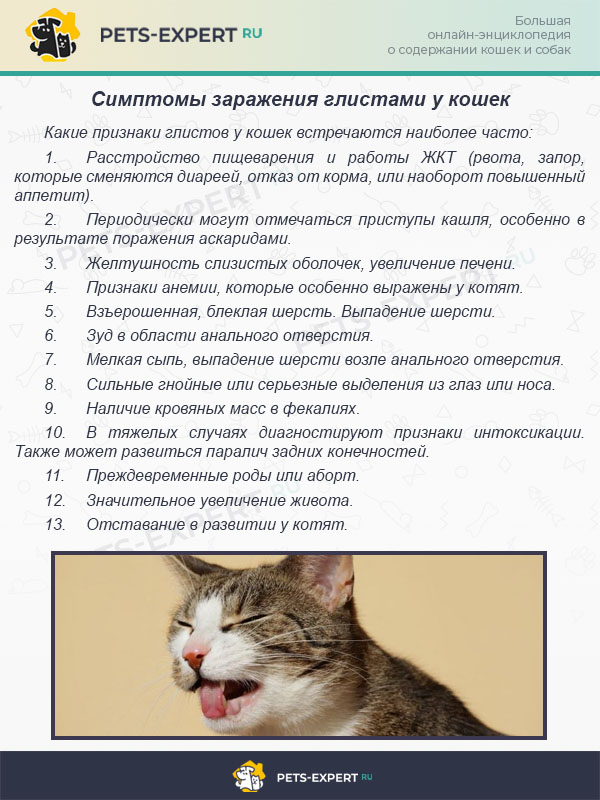 Симптомы заражения глистами у кошек