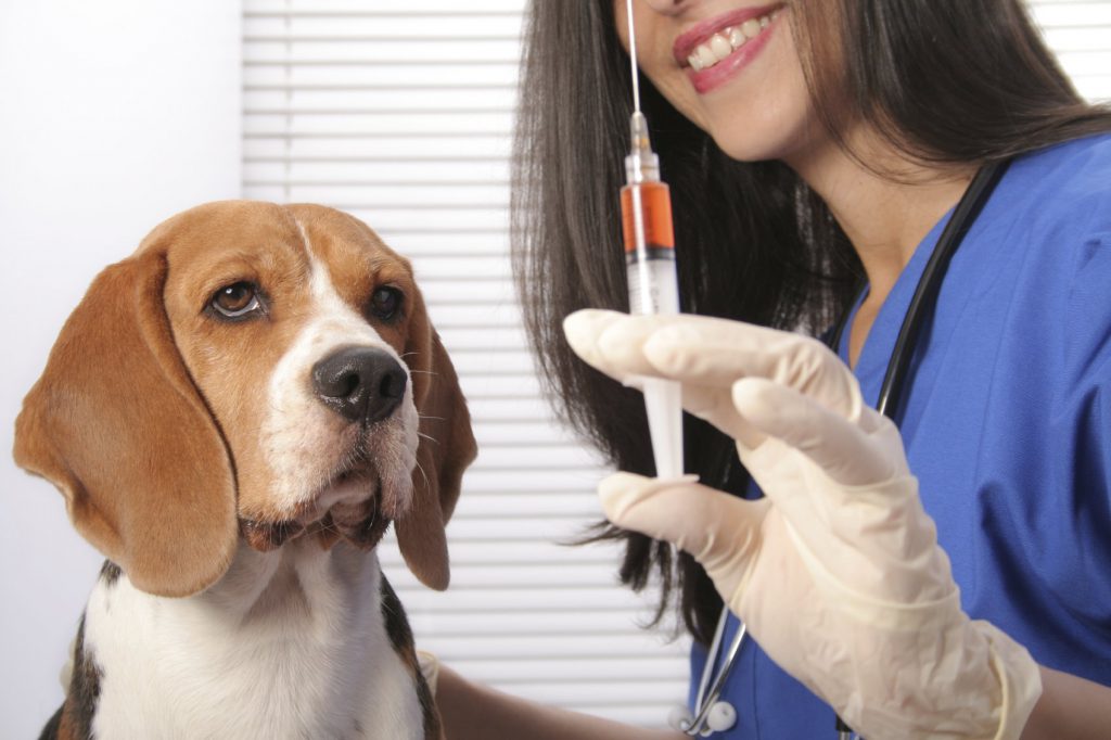 Как колоть прививку щенку видео thumbnail