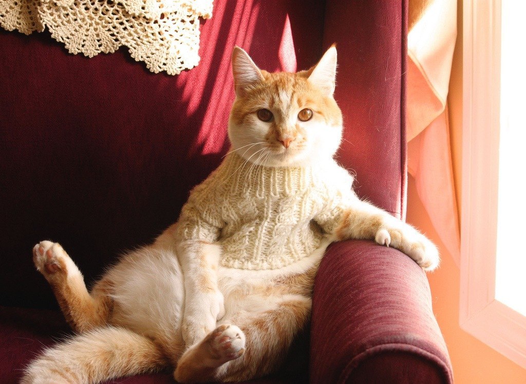 Вязаный свитер для кота