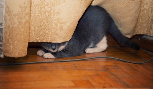 Если кот напуган, он прячется в укромном месте
