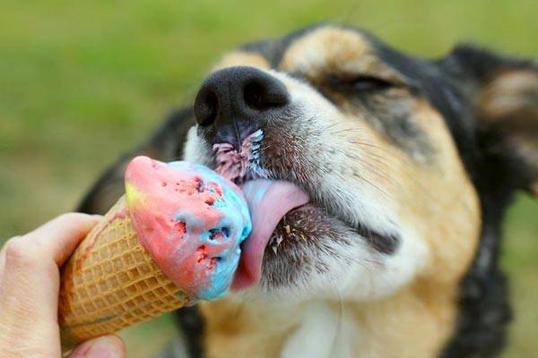 Кормление собак сладостями вызывает у них быстрое привыкание и приводит к болезненным последствиям