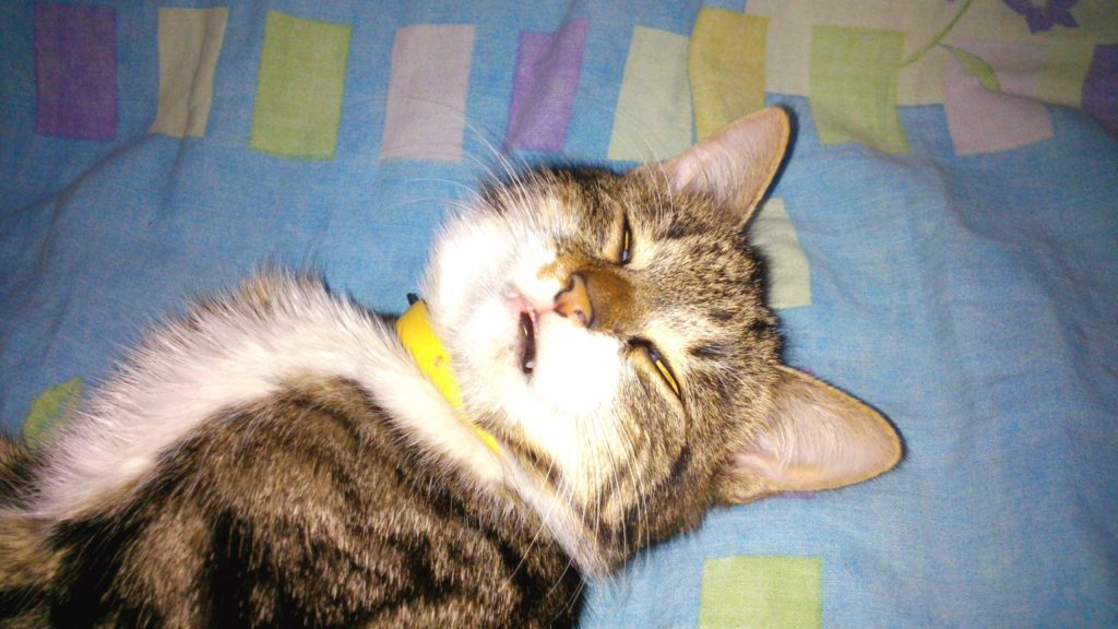 Почему кошка храпит во время сна thumbnail