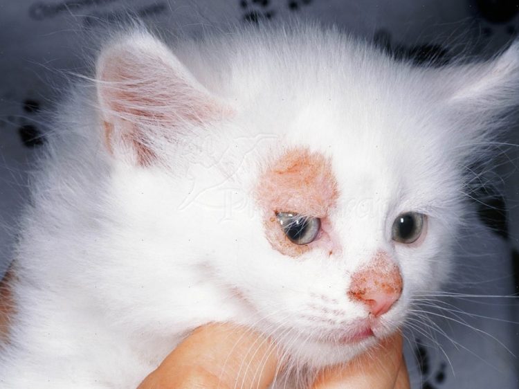 Красный плоский лишай у котенка