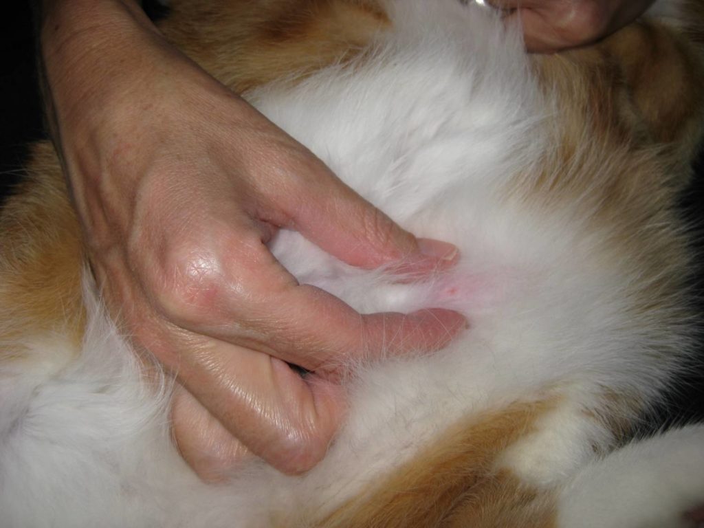 воспаленный жировик у кота thumbnail