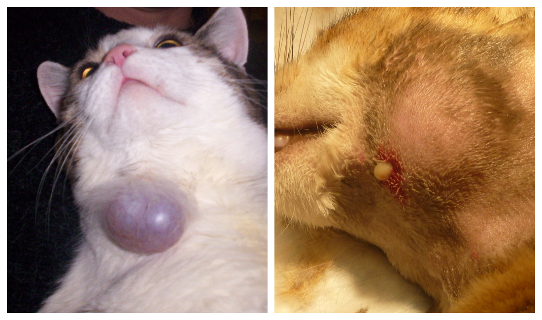 Жировик у кошки лечение в домашних условиях thumbnail