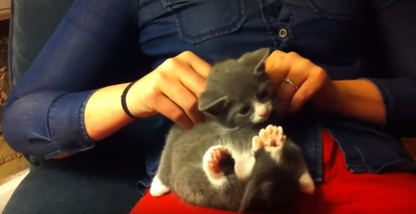 Как делать массаж кошке при запоре thumbnail