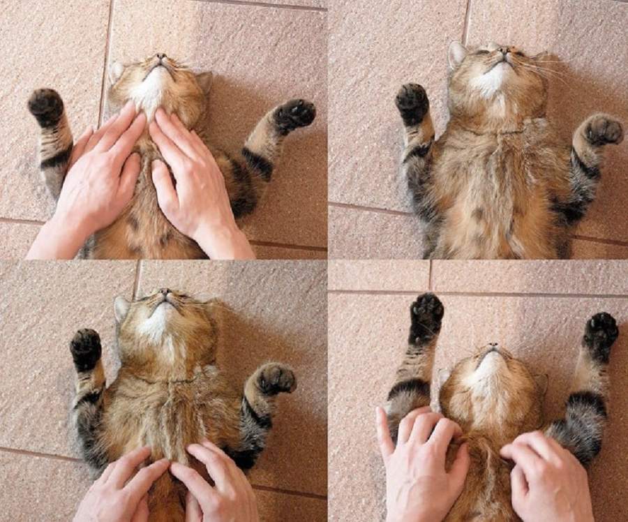 Массаж кишечника кошке при запоре thumbnail