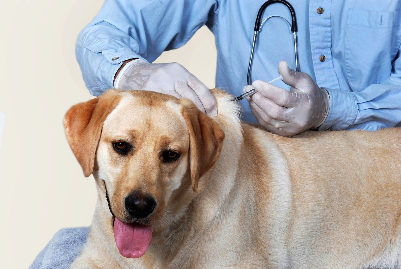 Куда делают прививку собаке видео thumbnail