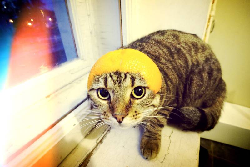Можно воспользоваться тем, что коты не любят запах лимона