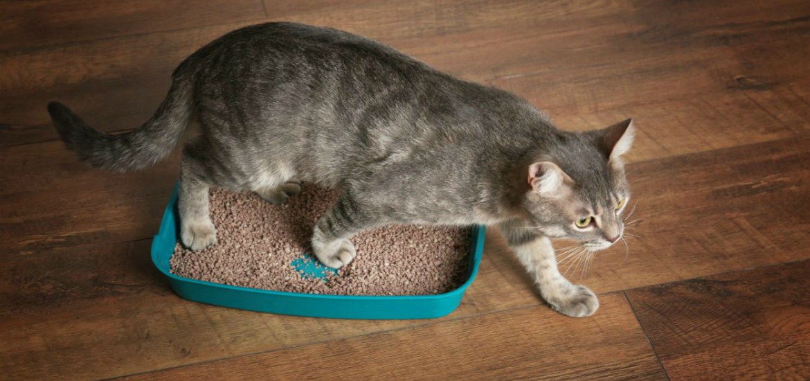 Накопление фекалий в кишечнике опасно для здоровья кота