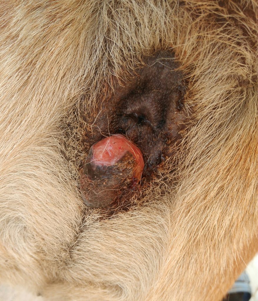 Геморрой у собаки симптомы лечение thumbnail
