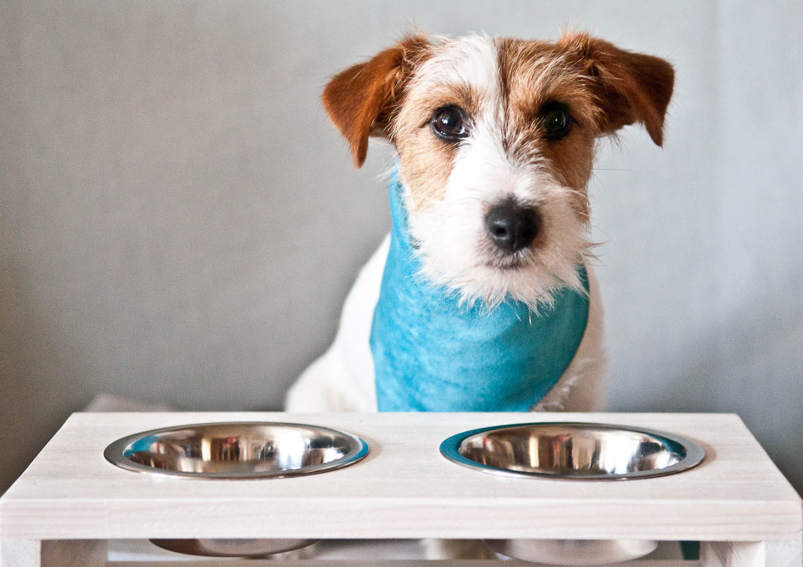 Правила и особенности питания кормящей собаки: секреты здорового кормления