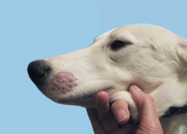 Прививка для собаки самостоятельно thumbnail
