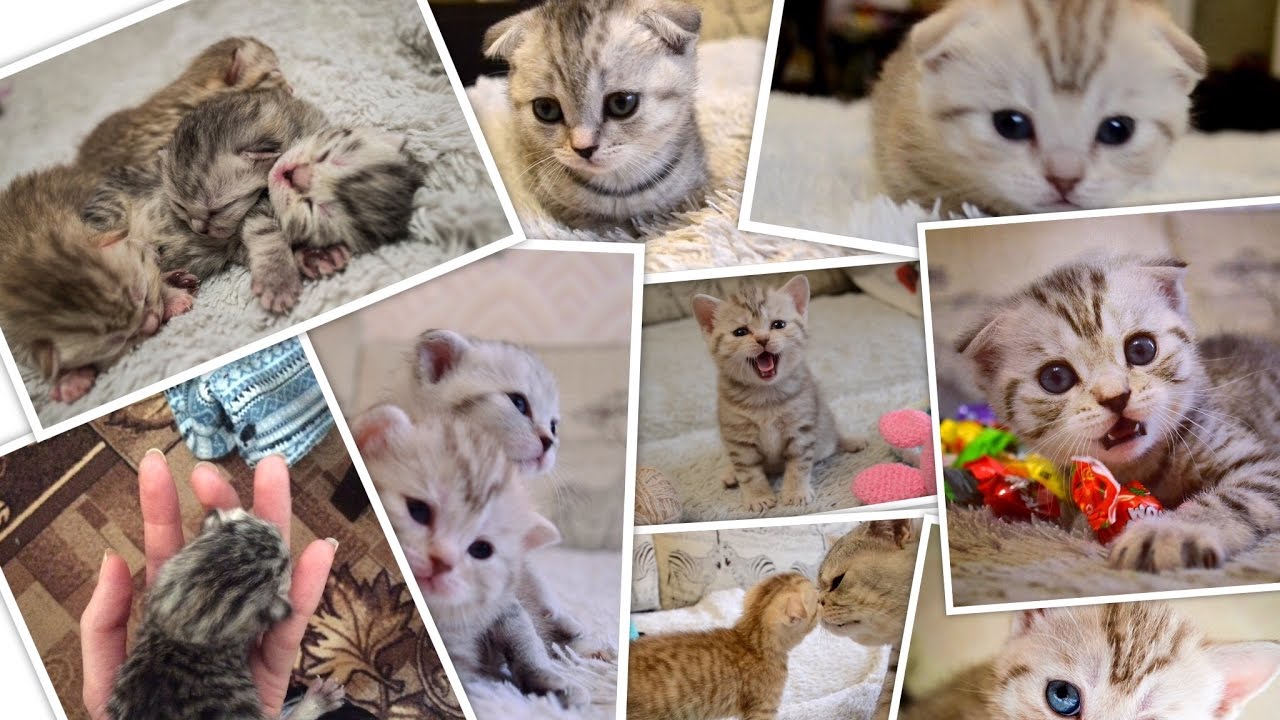 Как вырастают котята. Новорожденные котята Шотландские вислоухие. Шотландские котята до и после. Вислоухий котенок по месяцам. Шотландская кошка до после.