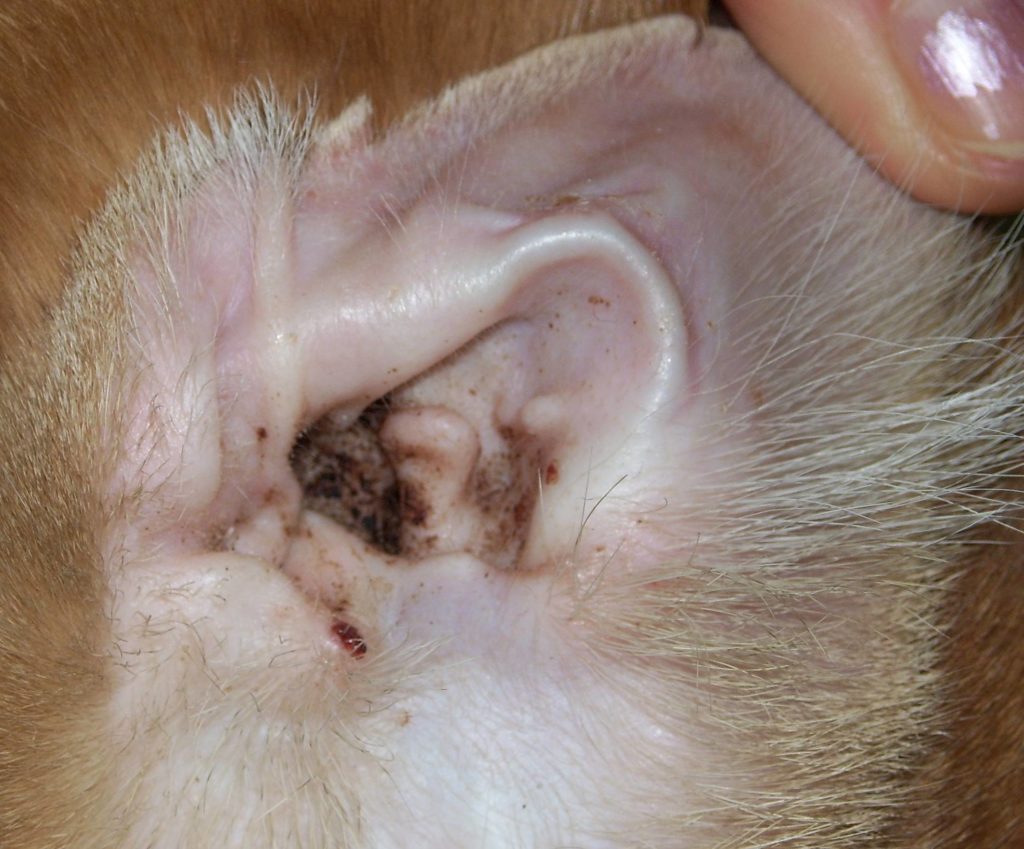 Отодектоз сопровождается появлением темно-бурых корок в глубине уха питомца