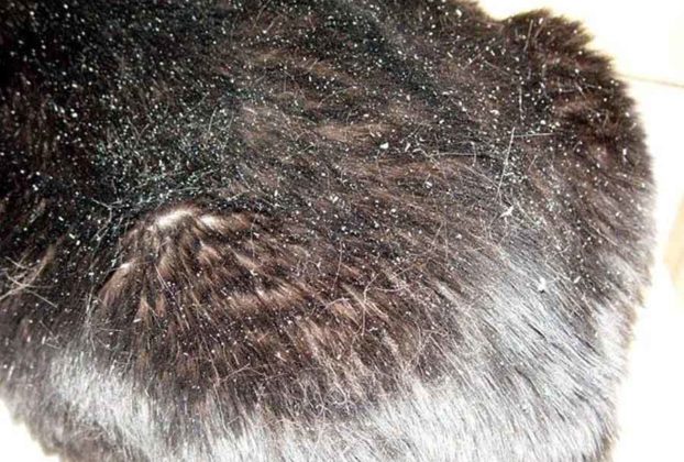 Первым симптомом себореи является обильное количество перхоти на шерсти кота