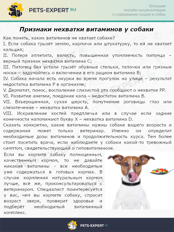 Нехватка витаминов у собак. Недостаток витамина а у собак. Собака ест землю каких витаминов не хватает. Дефицит витаминов у собак. Как давать витамины собаке