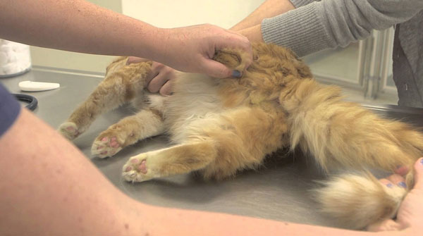 Про проведении операции важно максимально обездвижить кота чтобы избежать возможных травм