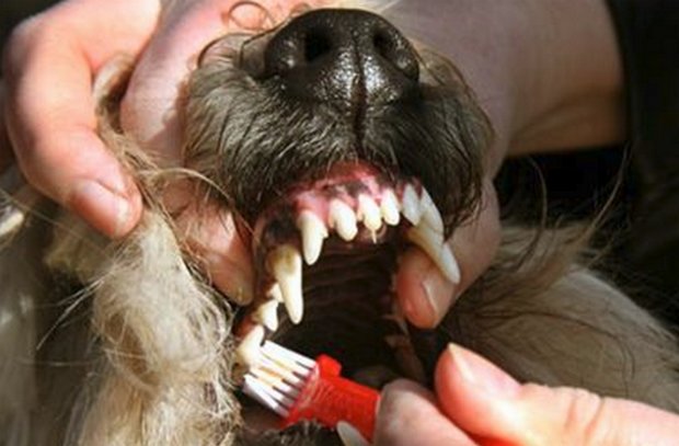 Чистку зубов проводят 1–2 раза в неделю
