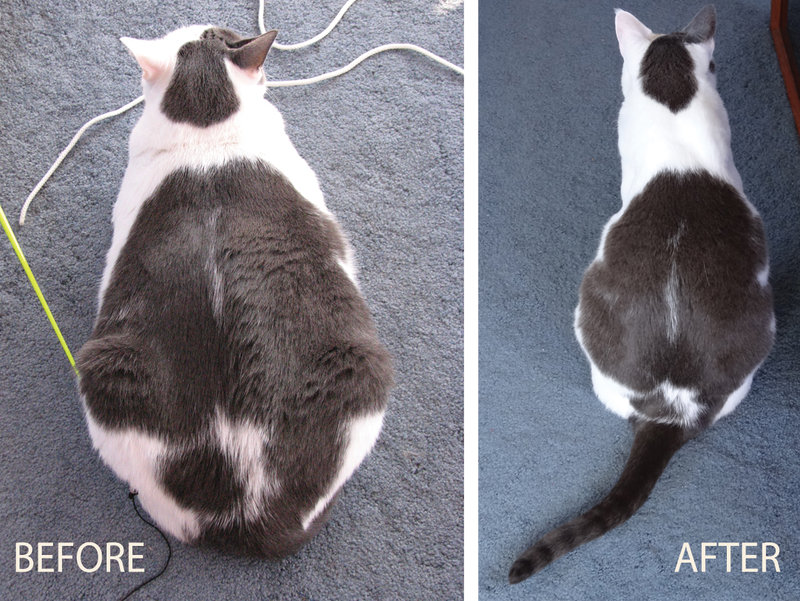 Как посадить на диету кошку стерилизованную