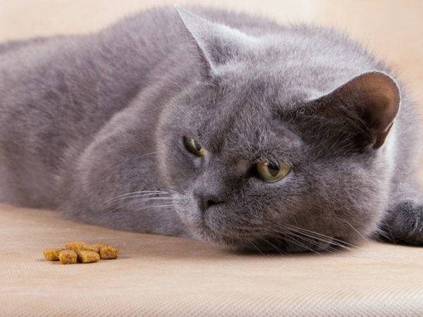 Как повысить аппетит у кота?