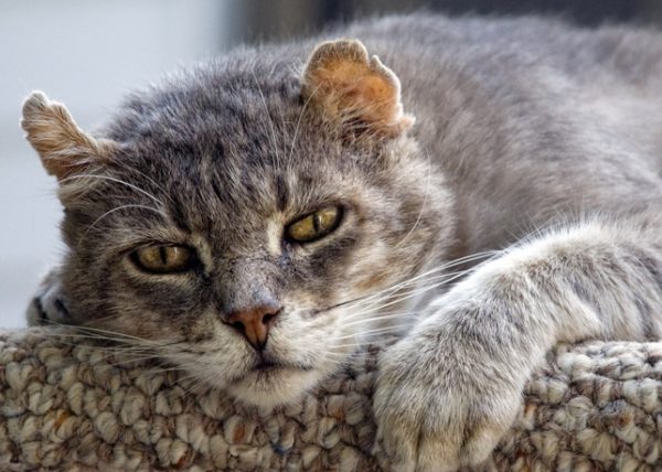 Вторичная форма заболевания встречается у взрослых кошек