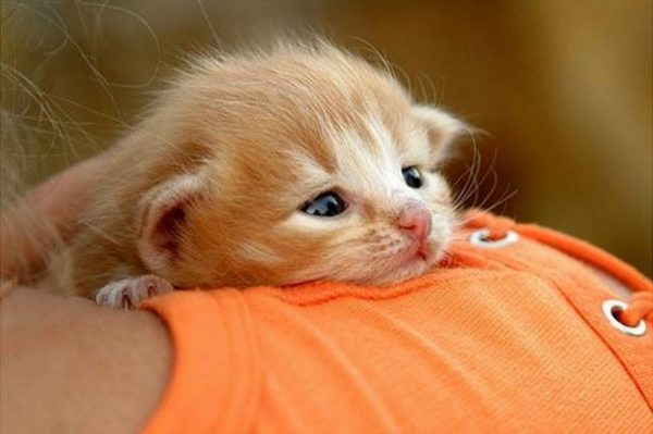Как правильно должна сидеть кошка. Смотреть фото Как правильно должна сидеть кошка. Смотреть картинку Как правильно должна сидеть кошка. Картинка про Как правильно должна сидеть кошка. Фото Как правильно должна сидеть кошка